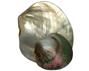 Nacre perlière polie (8-9 cm)